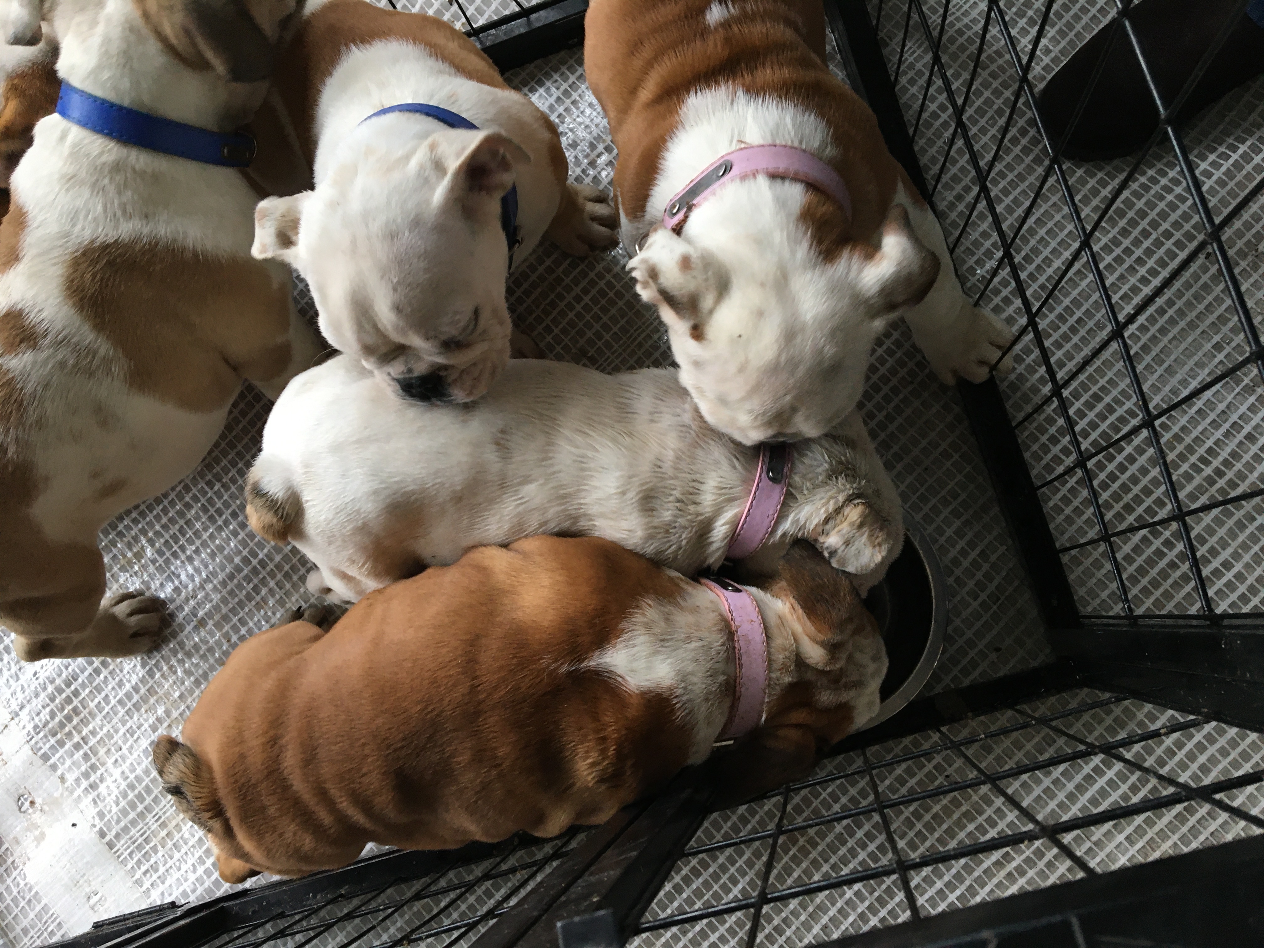 Woman banned for life from owning animals following joint investigation