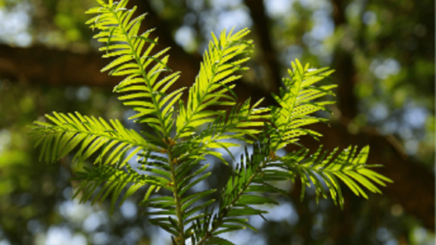 Close up of pine leaves in sunlight