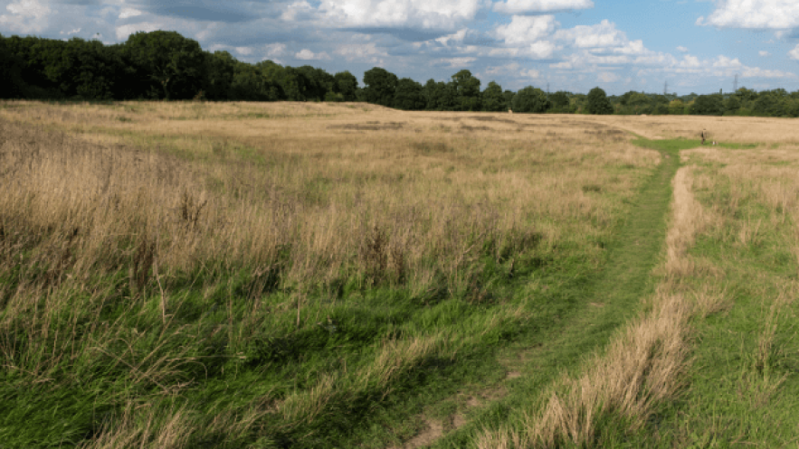 A field with a path leading to woodland