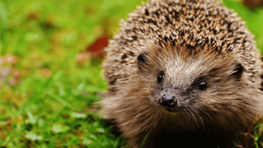 Close up of a hedgehogs face