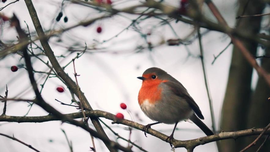 A robin sitting on a branch with berries in winter