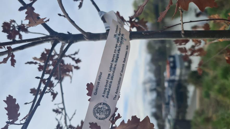 Kingston remembers Jewish refugees in tree planting ceremony