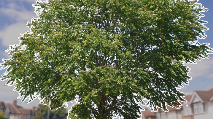 Residents to pick locations for new trees across the borough
