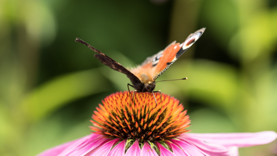 Council cuts herbicide use by almost 80% to help protect Kingston’s biodiversity