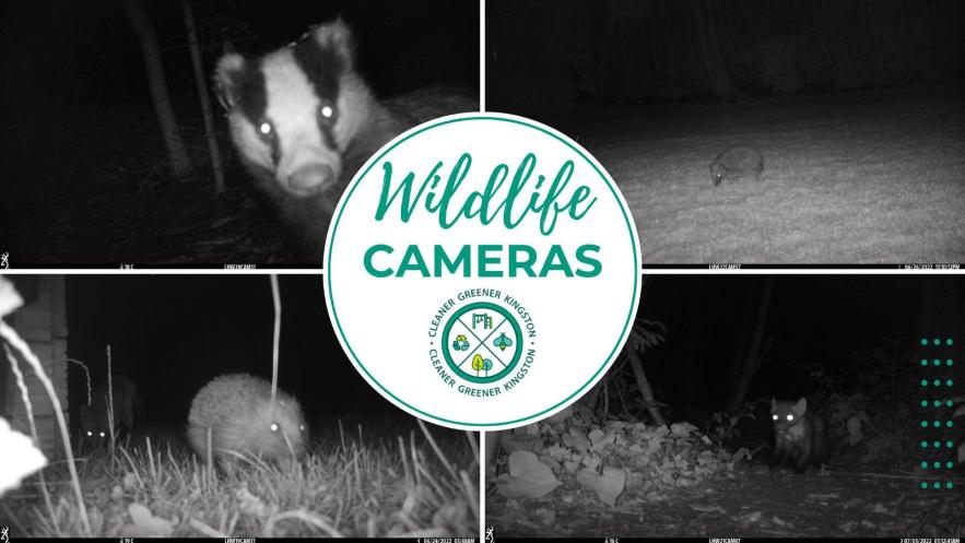 Lights, camera, conservation action!