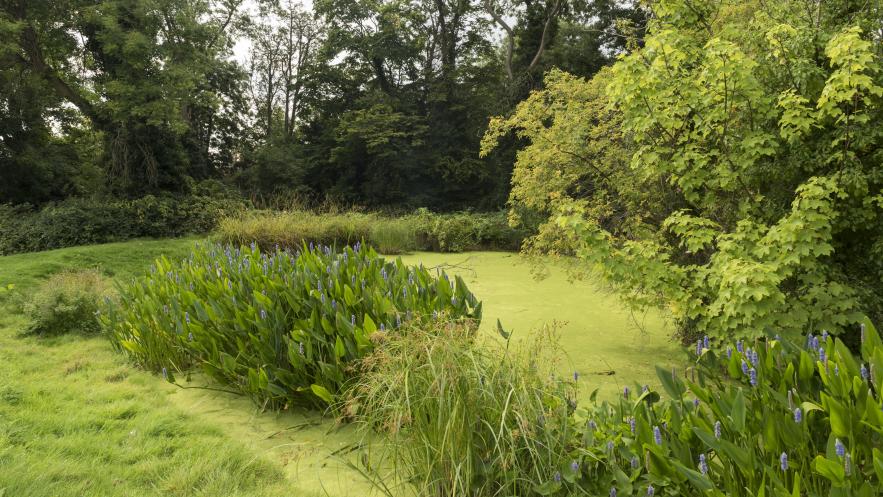 Funding secured to transform and restore Fishponds Park in Surbiton