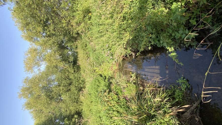  Kingston launches its Biodiversity Action Plan during Sustainable September 