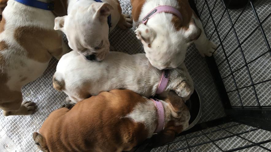 Woman banned for life from owning animals following joint investigation