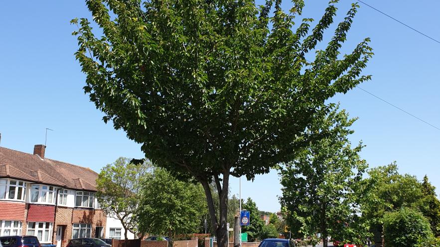 Kingston Council invites residents to suggest locations for new trees across the borough