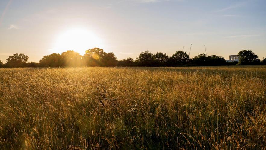 Tolworth Court Farm to become one of London’s leading rewilding nature reserves