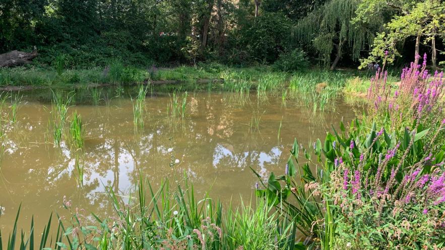 Boost for nature with ponds restorations across the borough 