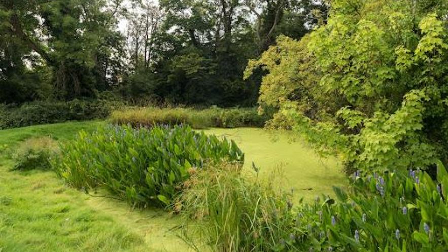 Boost for borough’s biodiversity as Surbiton ponds restored with money from development