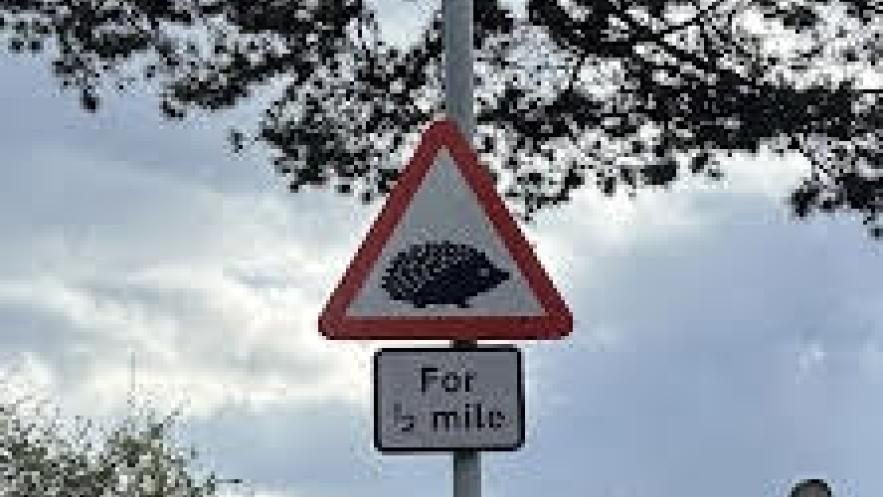 Kingston Council first in UK to implement official hedgehog crossing road signs